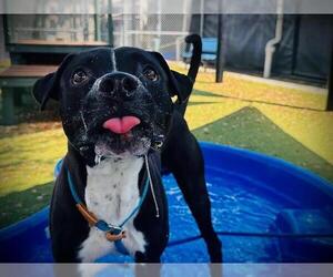 Mutt Dogs for adoption in Orlando, FL, USA