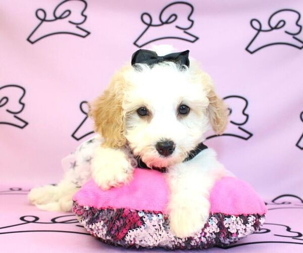 Medium Photo #9 Poodle (Miniature) Puppy For Sale in LAS VEGAS, NV, USA