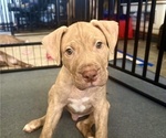 Small Photo #1 American Pit Bull Terrier Puppy For Sale in LOS ANGELES, CA, USA