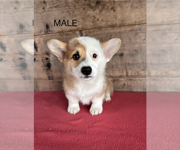 Medium Photo #7 Pembroke Welsh Corgi Puppy For Sale in VERMONTVILLE, MI, USA