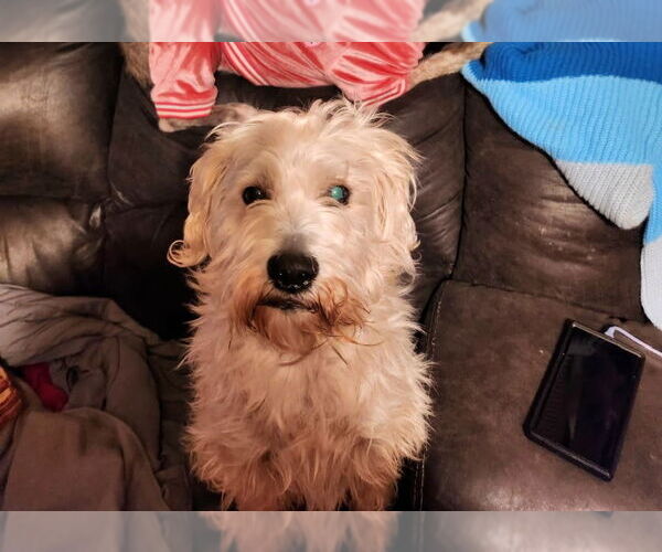 Medium Photo #2 Havanese-Unknown Mix Puppy For Sale in Mt. Laurel, NJ, USA