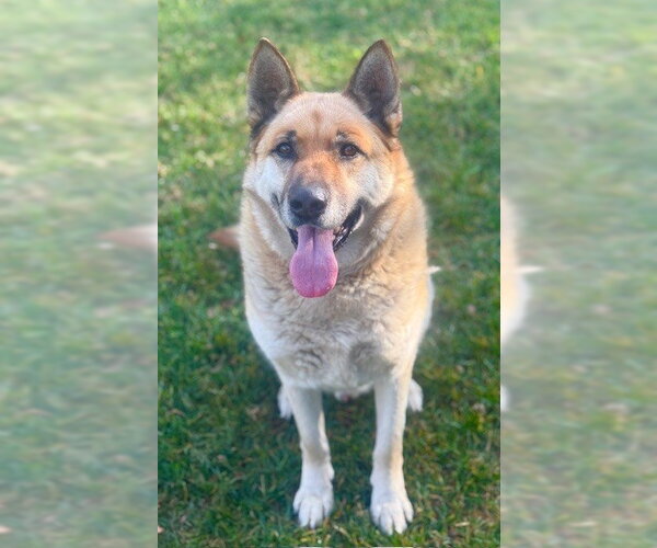 Medium Photo #1 German Shepherd Dog Puppy For Sale in Riverside, CA, USA