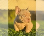 Small #11 French Bulldog