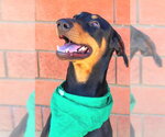 Small Doberman Pinscher