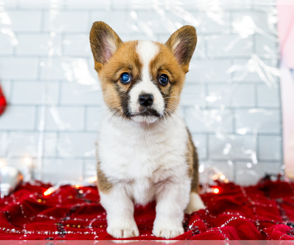 Medium Photo #20 Cardigan Welsh Corgi Puppy For Sale in WAKARUSA, IN, USA