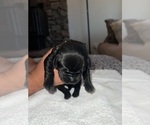 Small Photo #6 Labrador Retriever Puppy For Sale in REDDING, CA, USA