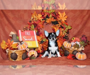 Chihuahua Litter for sale in CHARLESTON, AR, USA