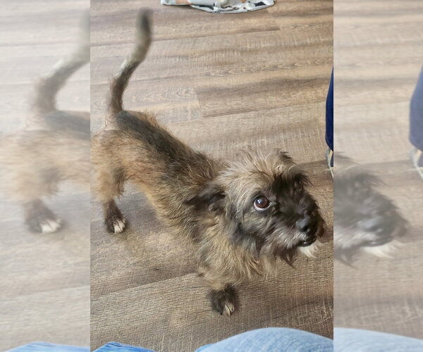 Medium Photo #2 Cairn Terrier-Unknown Mix Puppy For Sale in Mooresville, NC, USA