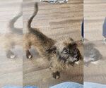 Small #1 Cairn Terrier Mix