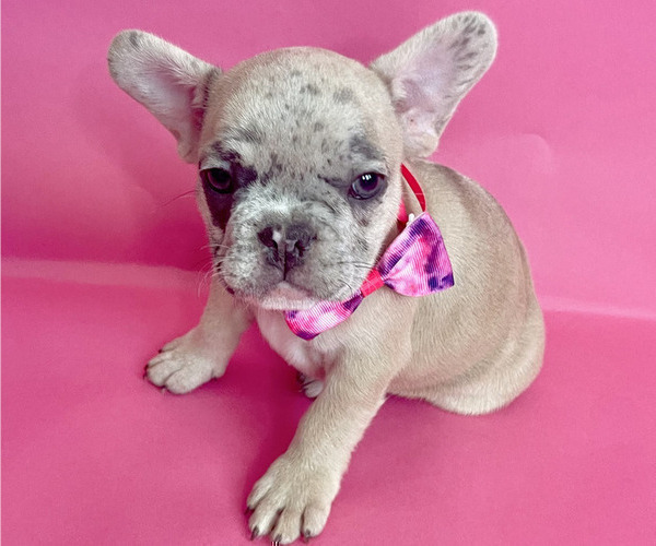 Medium Photo #5 French Bulldog Puppy For Sale in ATHERTON, CA, USA
