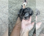 Puppy Ink Blot Labradoodle