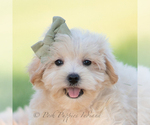 Small Photo #5 Maltipoo (Miniature) Puppy For Sale in WARSAW, IN, USA