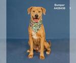 Small Photo #2 Labrador Retriever-Unknown Mix Puppy For Sale in Conroe, TX, USA