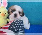 Small #3 Shih Tzu