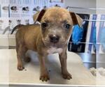Small Mutt