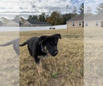 Small Photo #5 German Shepherd Dog Puppy For Sale in GUYTON, GA, USA