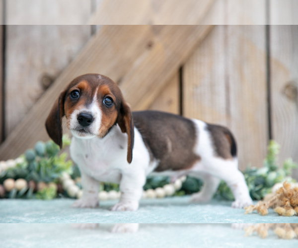 Medium Photo #9 Dachshund Puppy For Sale in GREENWICH, OH, USA