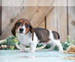 Small #2 Dachshund