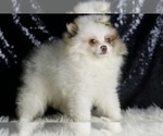 Small Photo #4 Pomeranian Puppy For Sale in WARSAW, IN, USA