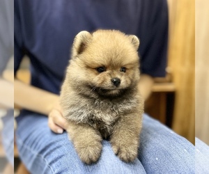 Pomeranian Puppy for sale in SAN FRANCISCO, CA, USA