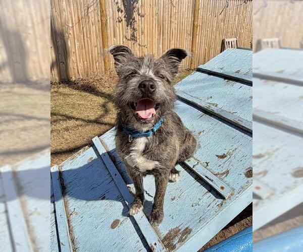 Medium Photo #1 Mutt Puppy For Sale in Brewster, MA, USA