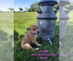 Puppy 1 Huskies -Jack Russell Terrier Mix