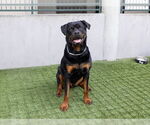 Small Rottweiler