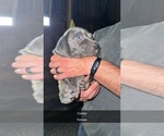 Puppy Cookie Weimaraner