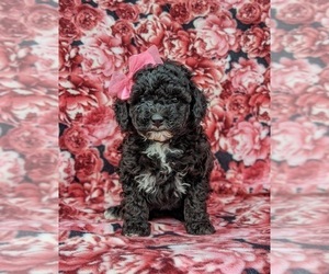 Poodle (Miniature) Puppy for sale in NOTTINGHAM, PA, USA