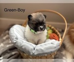Puppy Green Collar Pomeranian