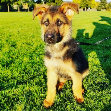 Medium Photo #4 German Shepherd Dog Puppy For Sale in CASTLE ROCK, WA, USA