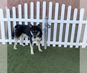 Siberian Husky-Unknown Mix Dogs for adoption in Modesto, CA, USA