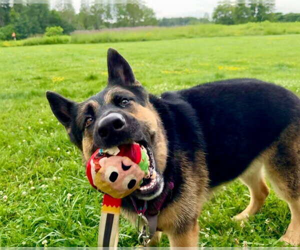 Medium Photo #29 German Shepherd Dog Puppy For Sale in Gloversville, NY, USA