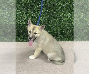 Anatolian Shepherd-Unknown Mix Dogs for adoption in Grasswood, Saskatchewan, Canada