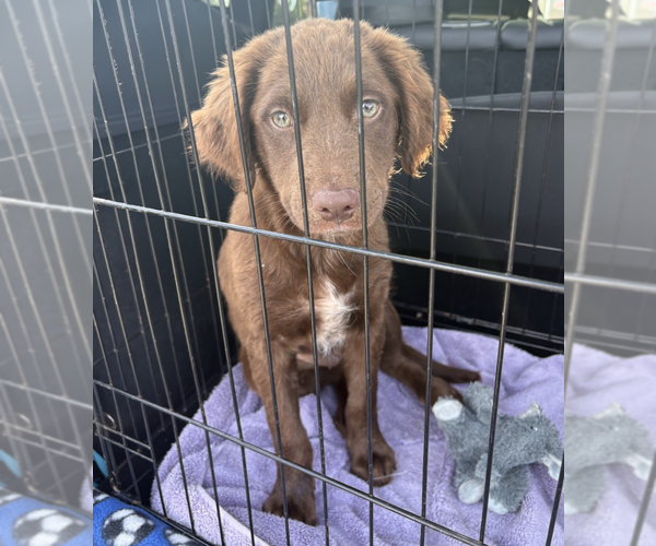 Medium Photo #3 Labrador Retriever-Unknown Mix Puppy For Sale in Brooklyn, NY, USA