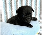 Small Photo #4 Pug Puppy For Sale in MOSELLE, MS, USA