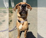 Small #1 Great Dane-Labrador Retriever Mix