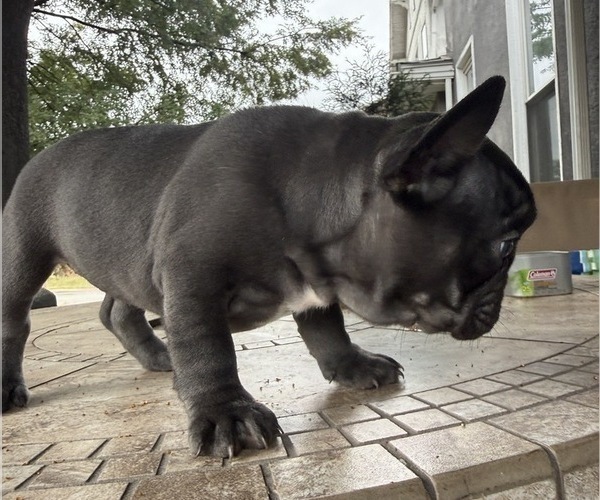 Medium Photo #4 French Bulldog Puppy For Sale in COLUMBUS, OH, USA
