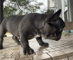 Small #3 French Bulldog