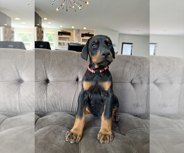 Medium Photo #12 Doberman Pinscher Puppy For Sale in PUYALLUP, WA, USA