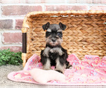 Small #4 Schnauzer (Miniature)