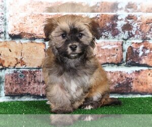 Havanese Puppy for sale in BEL AIR, MD, USA