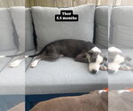Small #15 Doberman Pinscher Mix