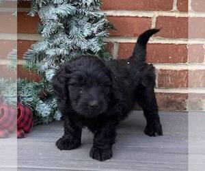Newfoundland-Poodle (Miniature) Mix Puppy for sale in PARADISE, PA, USA