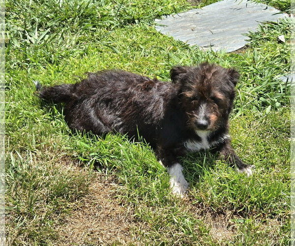Medium Photo #2 Shih Tzu-Unknown Mix Puppy For Sale in Virginia Beach, VA, USA