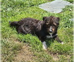 Small Photo #2 Shih Tzu-Unknown Mix Puppy For Sale in Virginia Beach, VA, USA