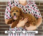 Small #3 Cavapoo