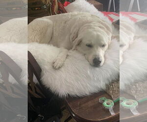Great Pyrenees Dogs for adoption in Oakland Park, FL, USA