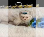 Small Photo #9 Pomeranian Puppy For Sale in PEMBROKE PINES, FL, USA