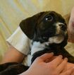 Small Photo #1 Boxer Puppy For Sale in KELLY, KS, USA